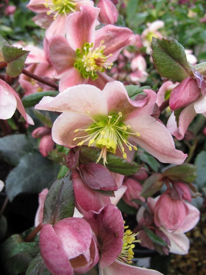hellebore 'Pirouette'