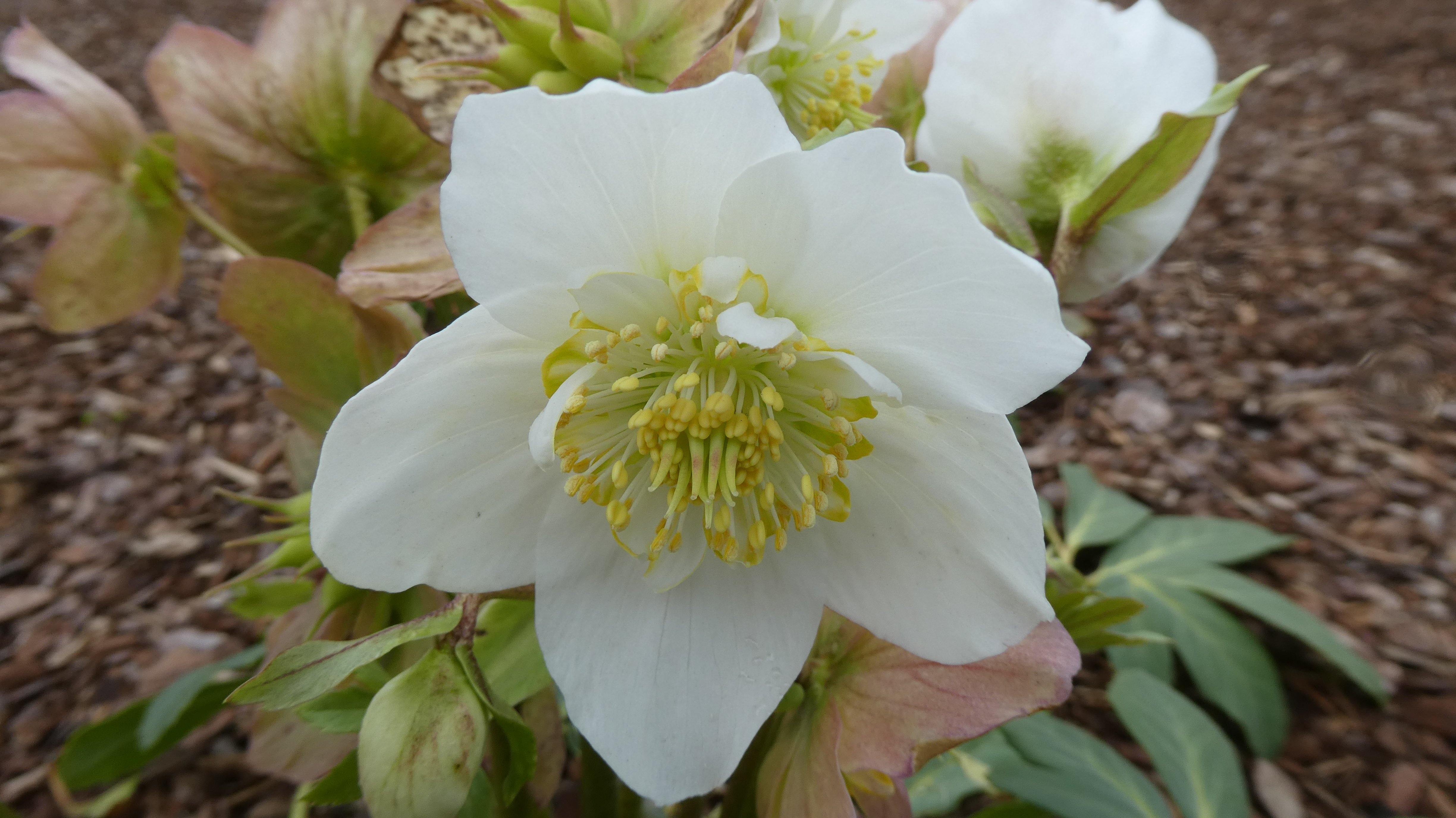 <i>Helleborus</i> <i>niger</i> 'Snow Drift'