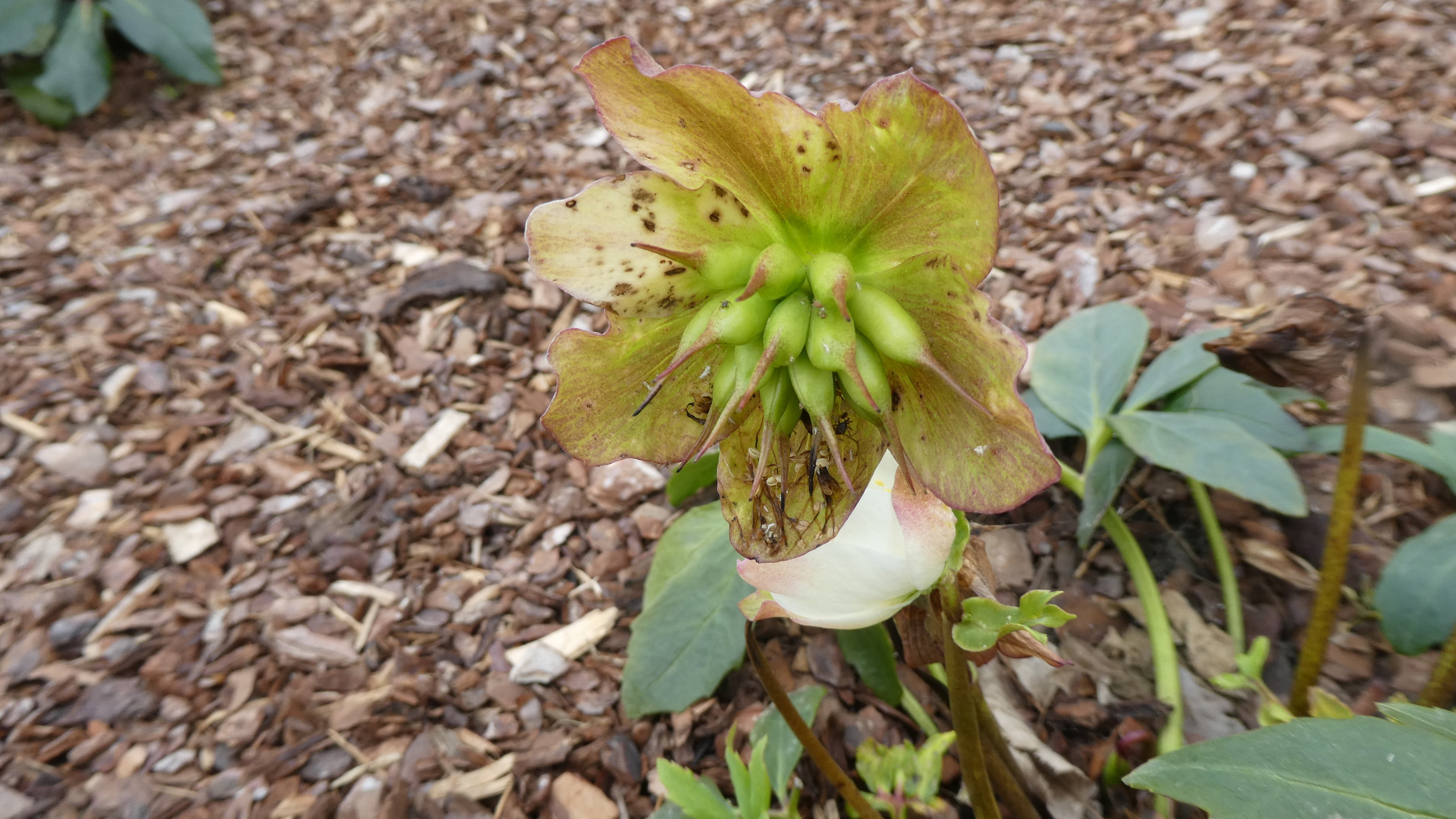 Christmas rose [HGC Jasper]