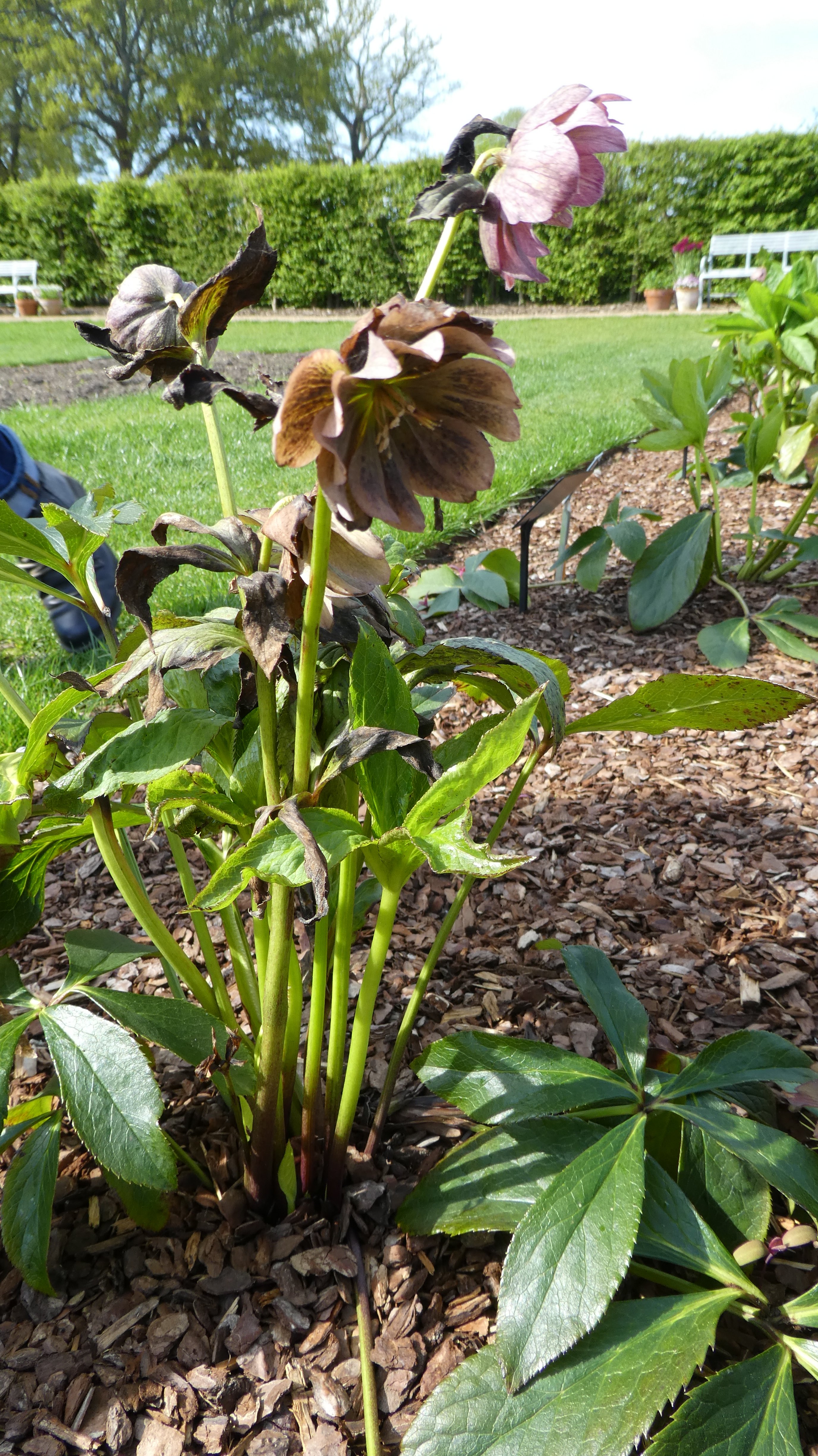 <i>Helleborus</i> [<span style="font-variant: small-caps;">ViV Vera</span>]