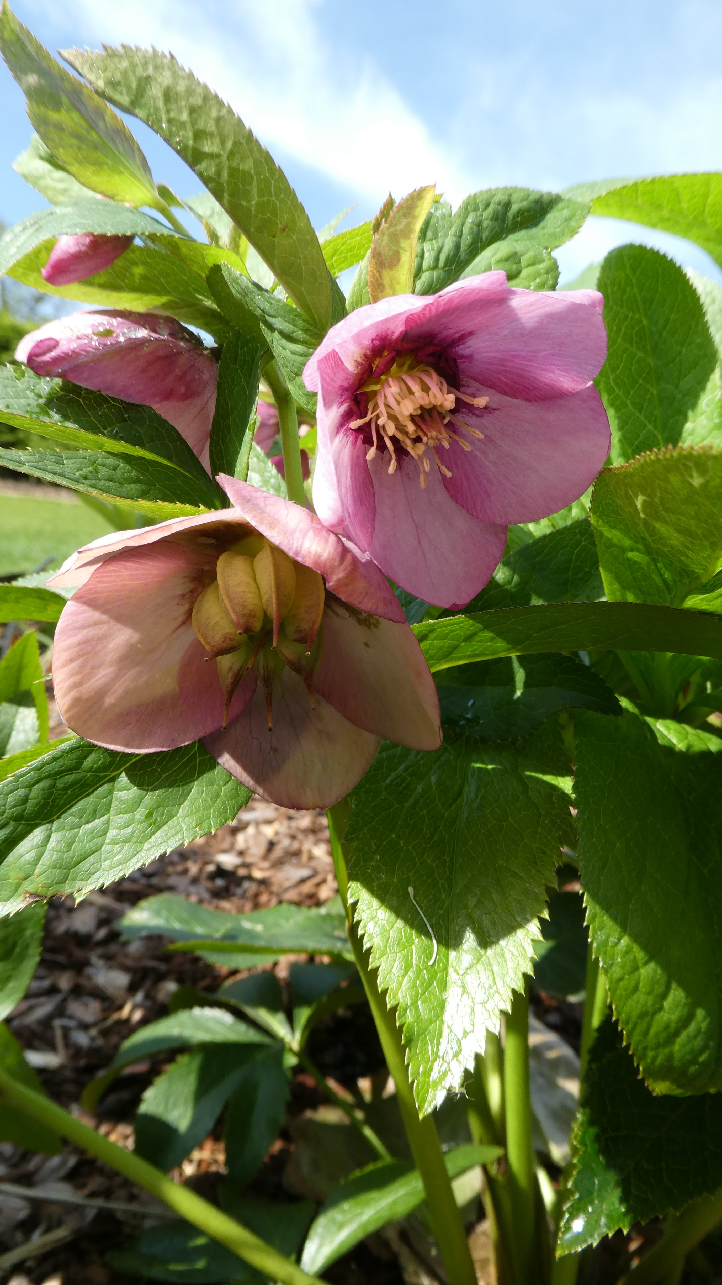 <i>Helleborus</i> 'Sugar Plum'