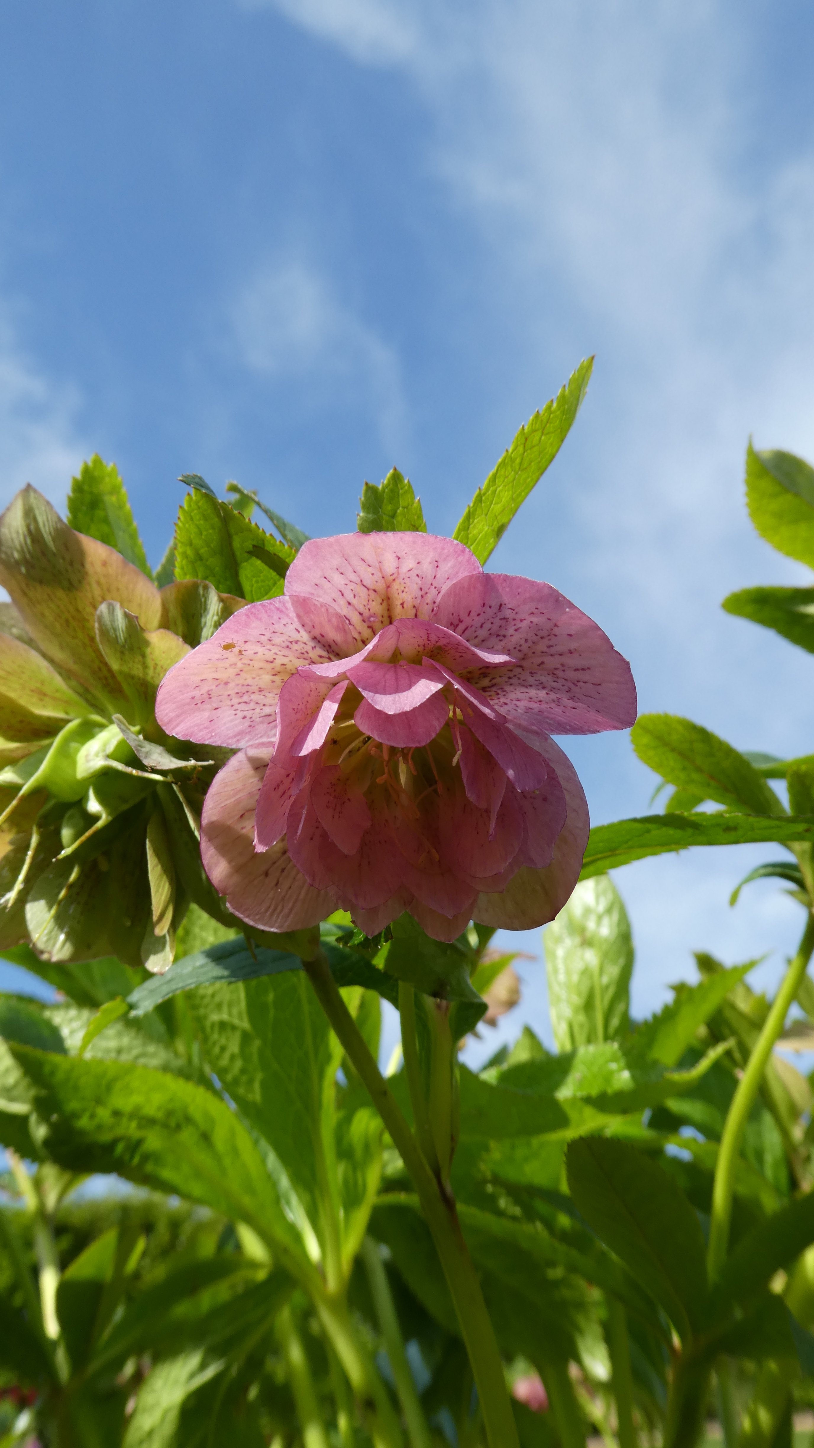 <em>Helleborus</em> × <em>hybridus</em> 'Phoebe' (Glamour Series) (d)