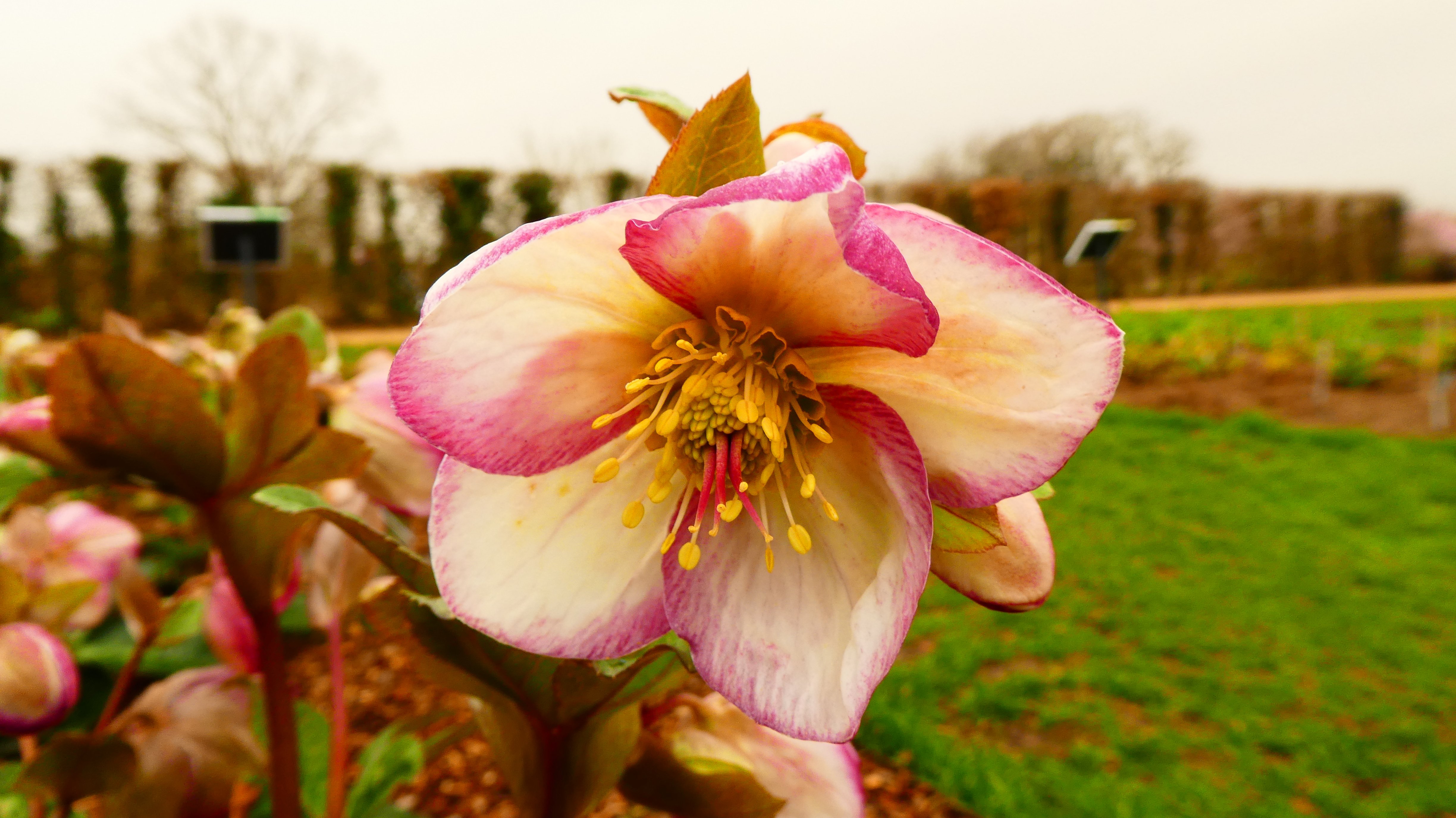 hellebore [Glenda's Gloss]