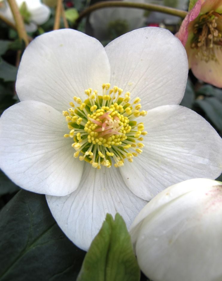 Christmas rose 'HGC Joshua'