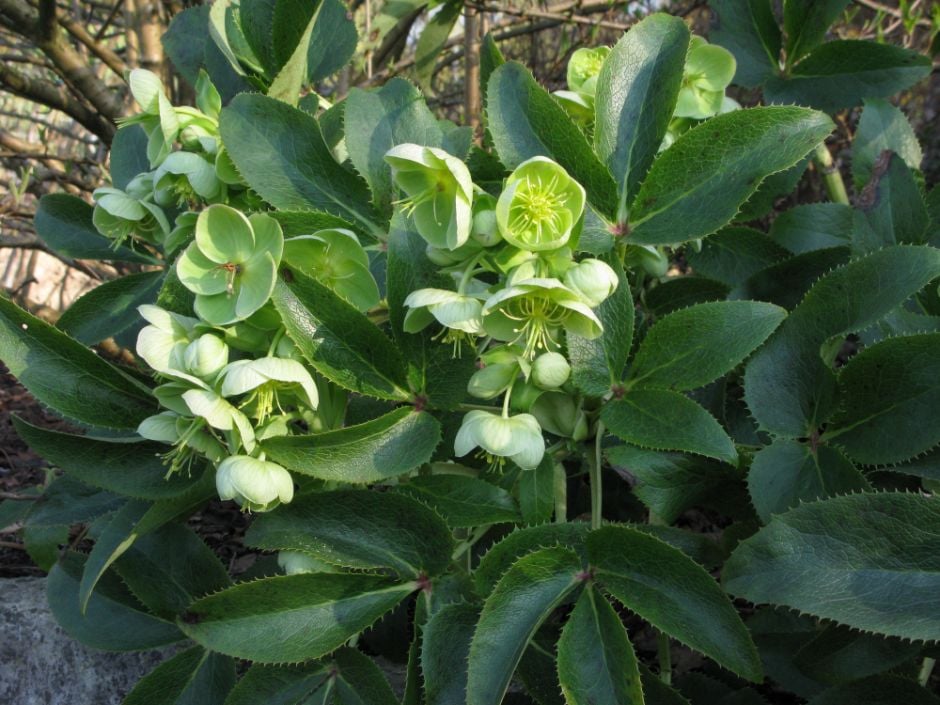 Helleborus × sternii | Stern&s hybrid hellebore Herbaceous Perennial ...