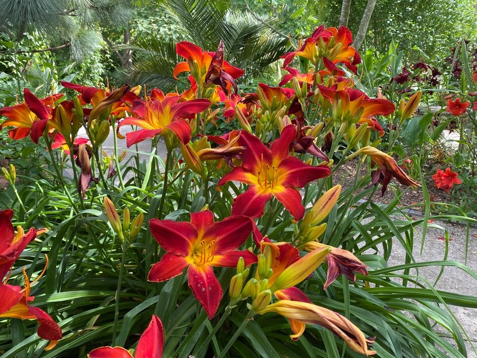 daylily 'All American Chief'