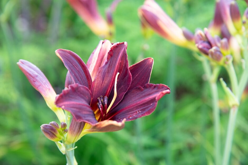 daylily 'American Revolution'