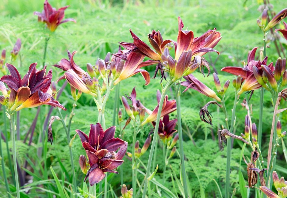 daylily 'American Revolution'