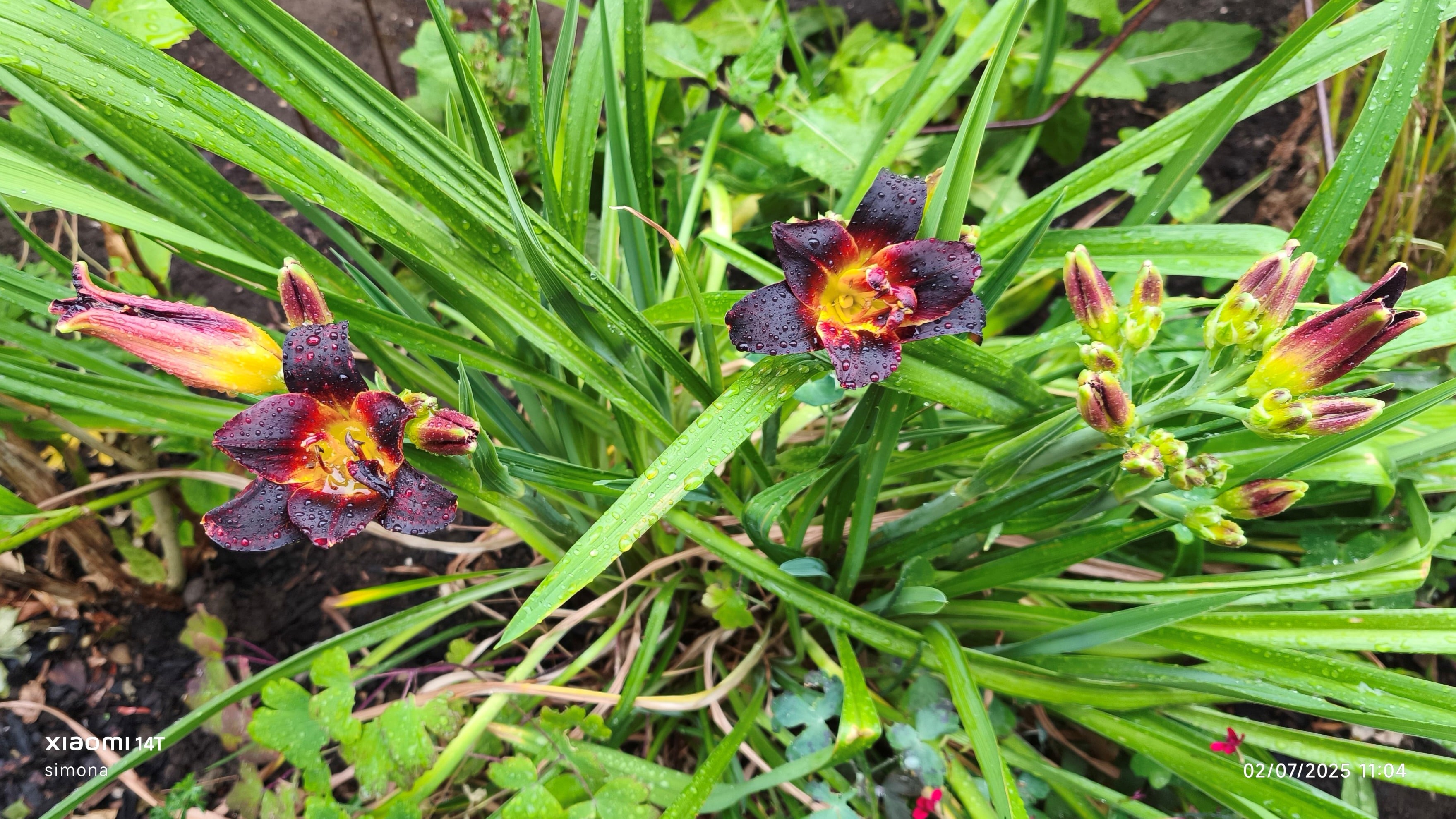 <i>Hemerocallis</i> 'Bogeyman'