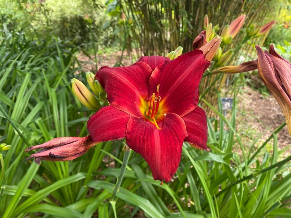 daylily 'Scarlet Oak'