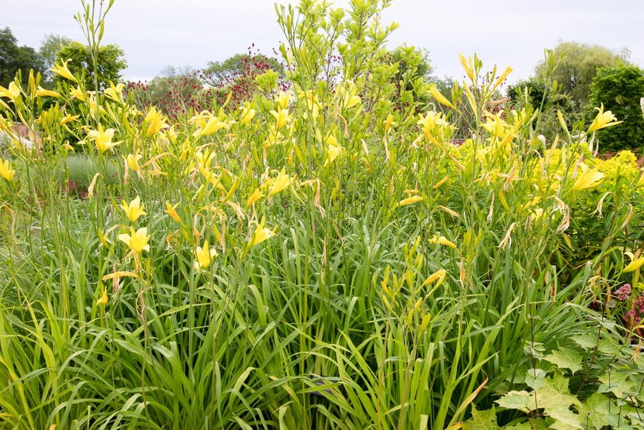 tall daylily