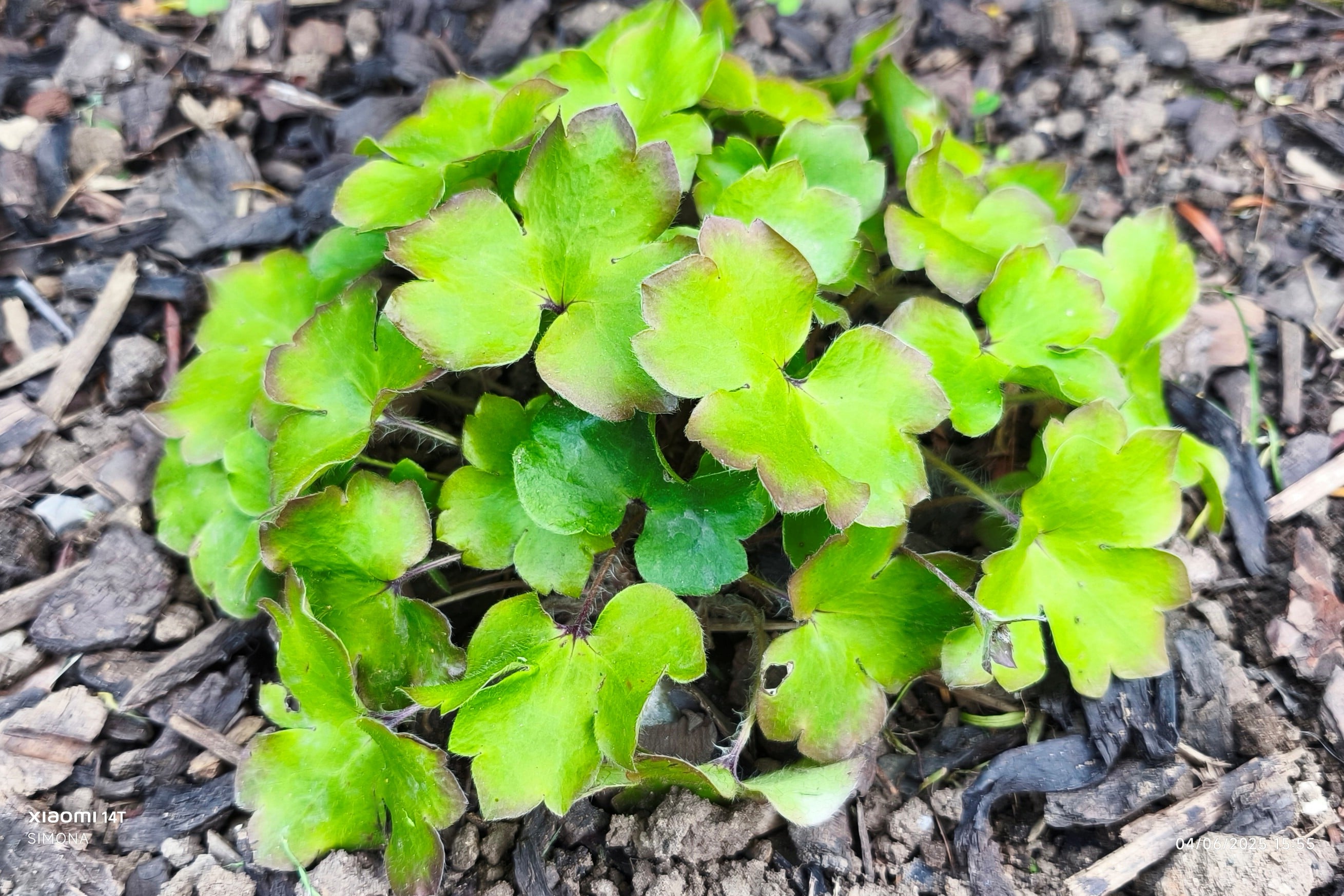 hybrid liverleaf 'Millstream Merlin'