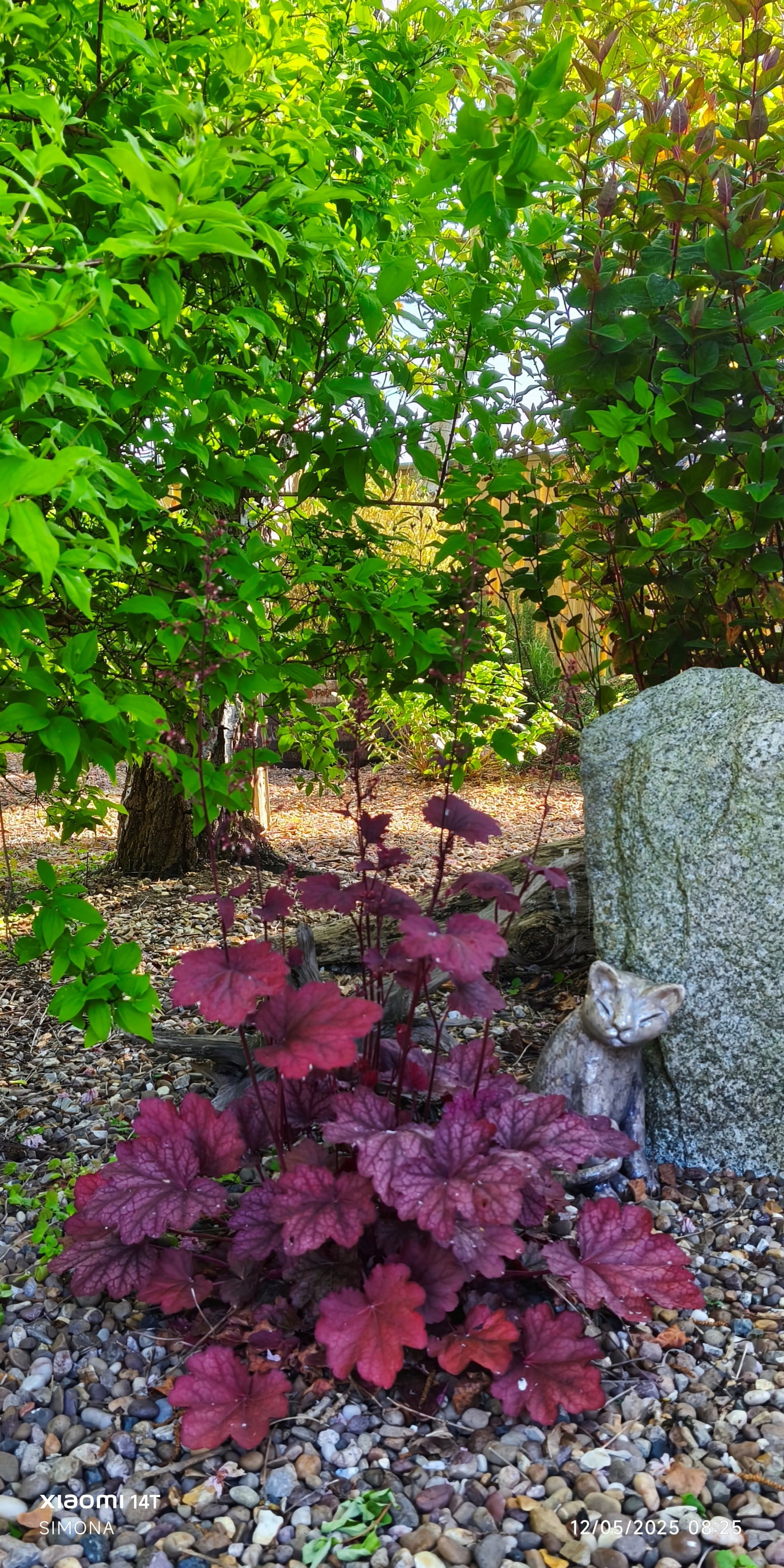 <i>Heuchera</i> 'Carnival Burgundy Blast' (Carnival Series)