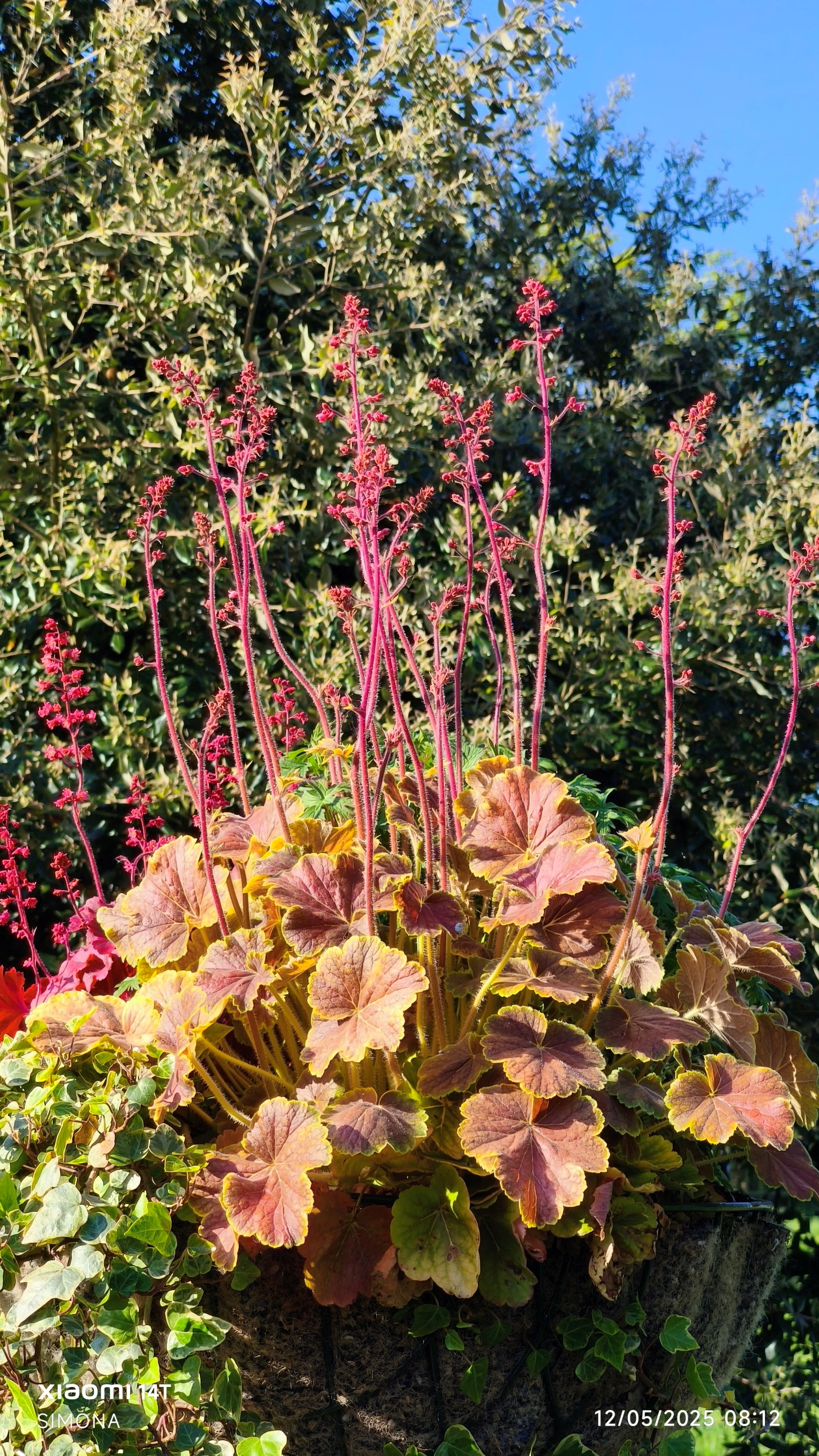 alum root [Northern Exposure Sienna]