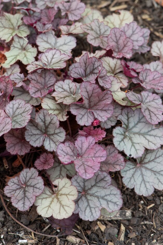 alum root 'Pewter Moon'