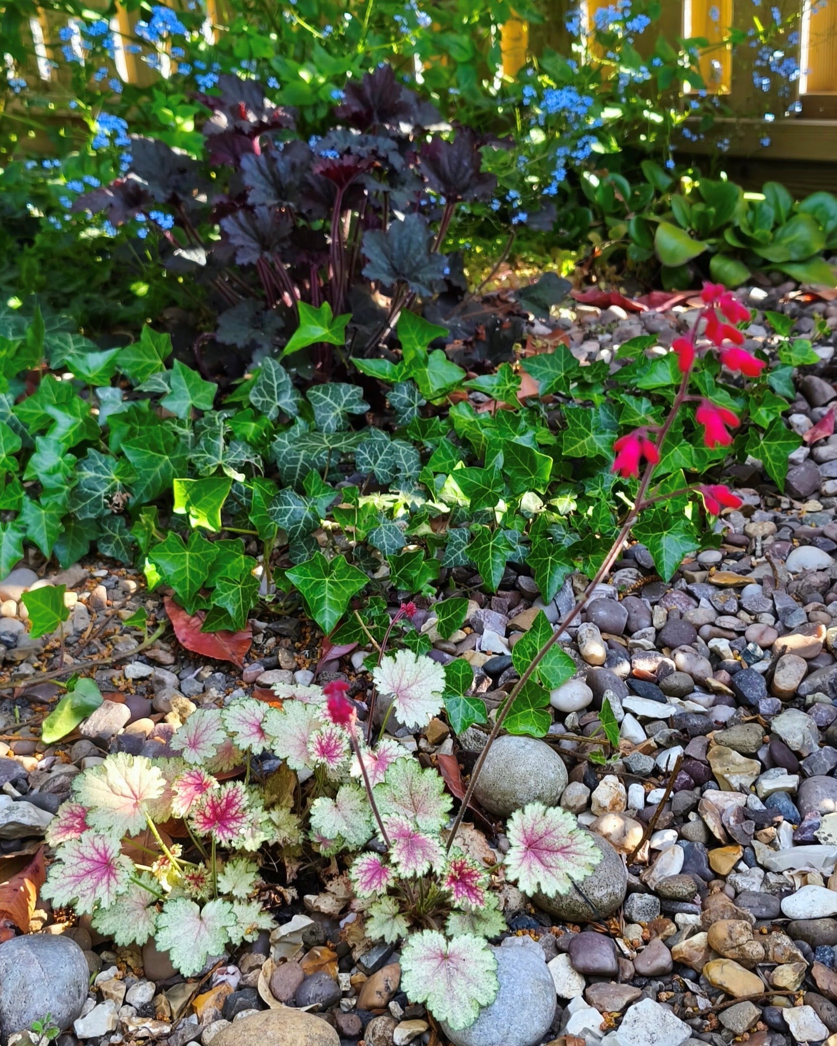 <em>Heuchera</em> 'Snowy Panky'