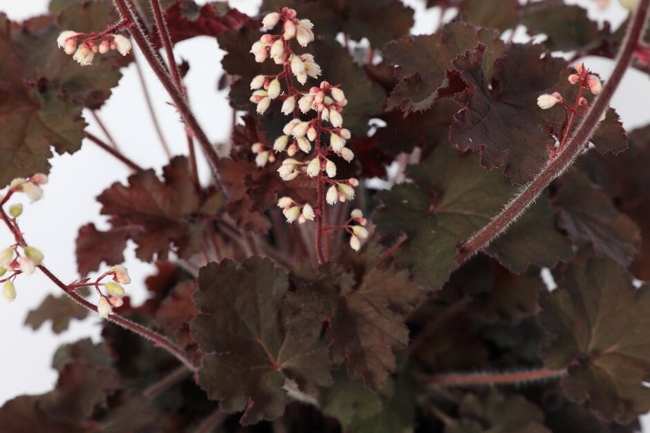 alum root 'Alfie'