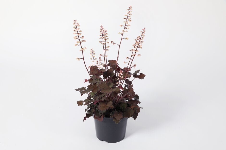 alum root 'Alfie'