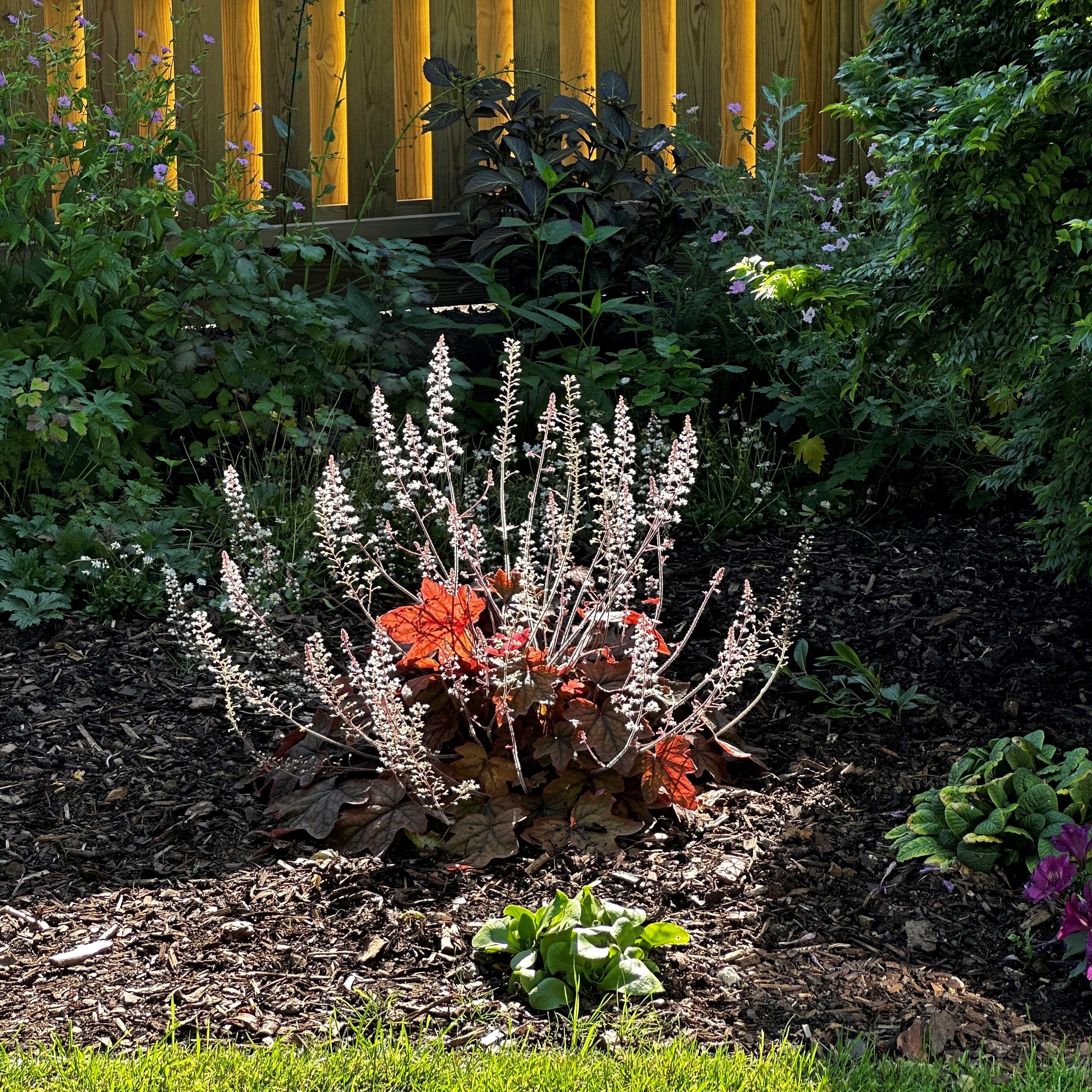 Heucherella 'Art Deco'|heucherella 'Art Deco'/RHS Gardening