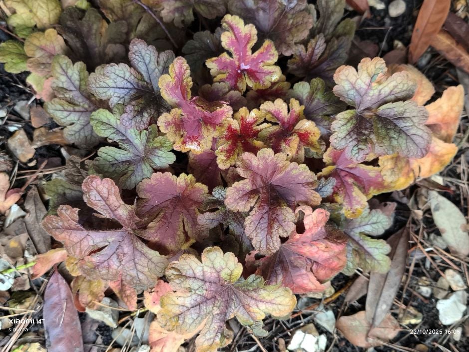 heucherella 'Buttered Rum'