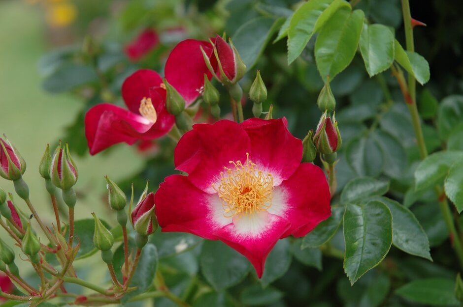rose 'Hiawatha'