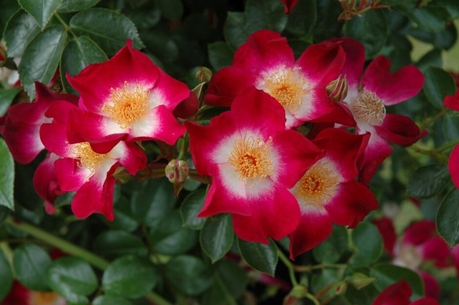 rose 'Hiawatha'