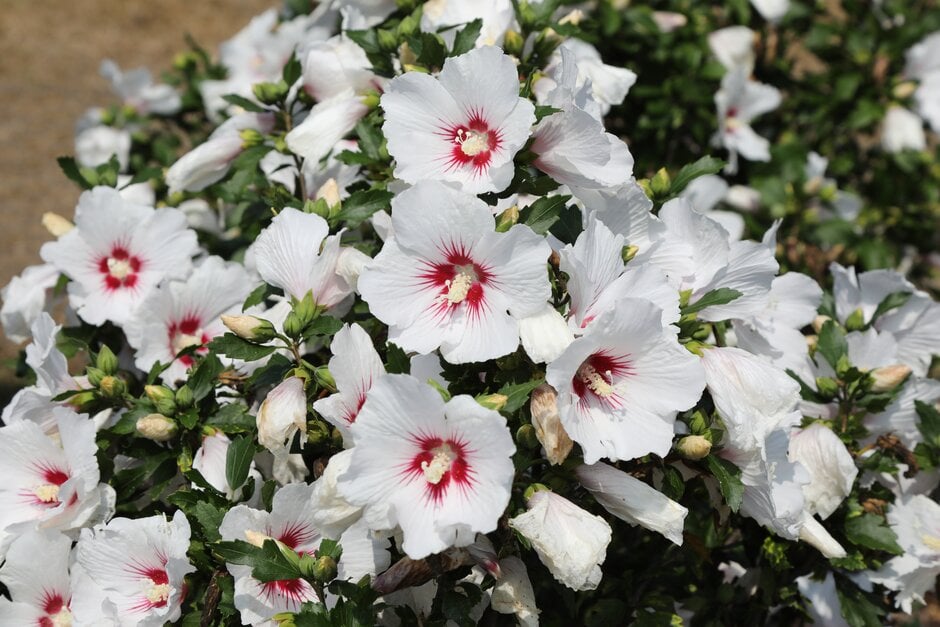 rose of Sharon 'Dorothy Crane'
