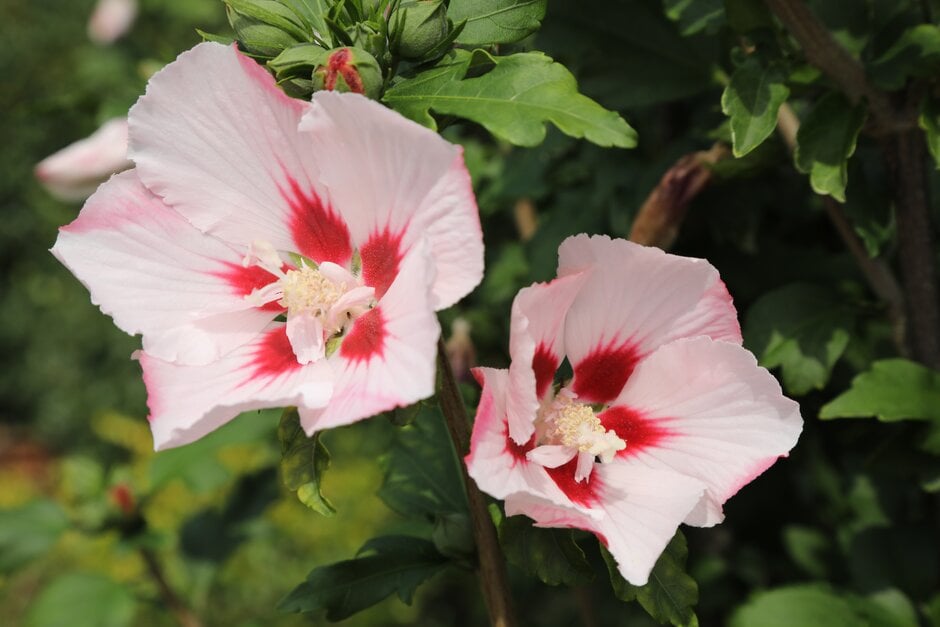 rose of Sharon 'Hamabo'