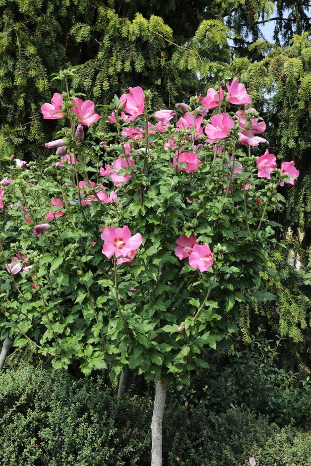 rose of Sharon 'Woodbridge'
