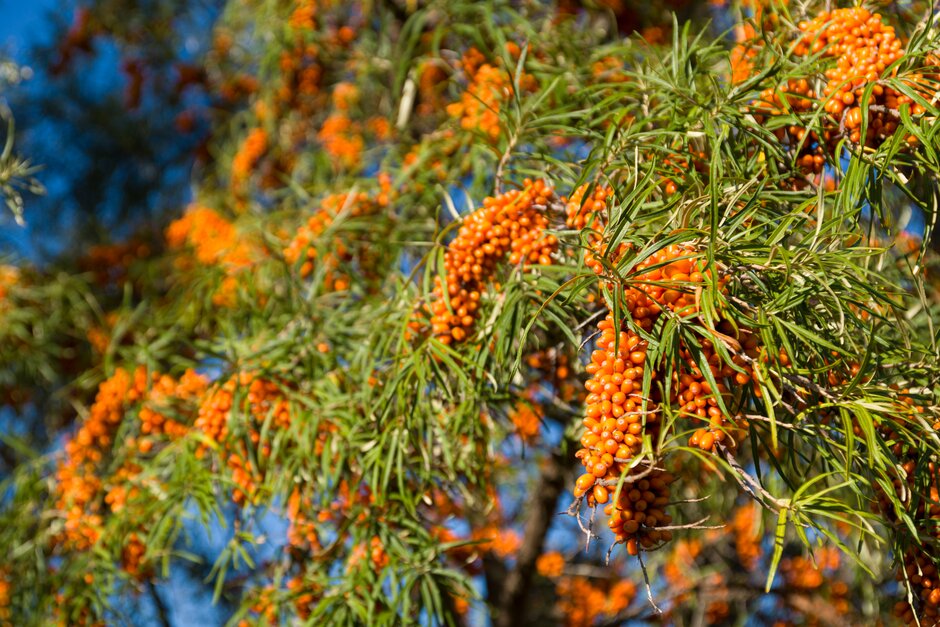 sea buckthorn