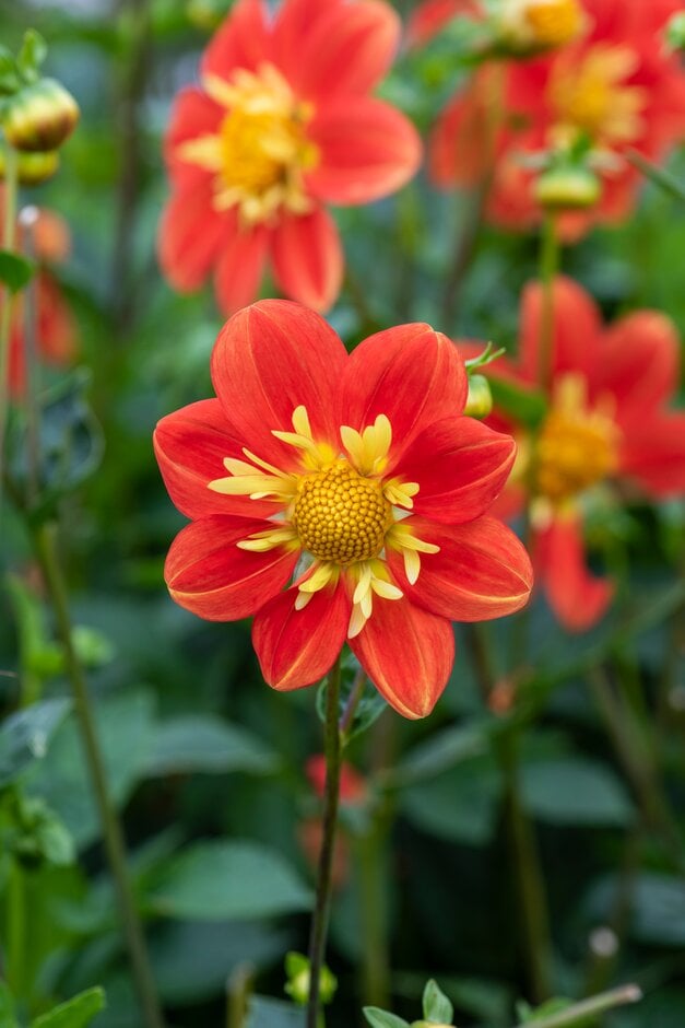 dahlia 'Trelyn Rebecca'