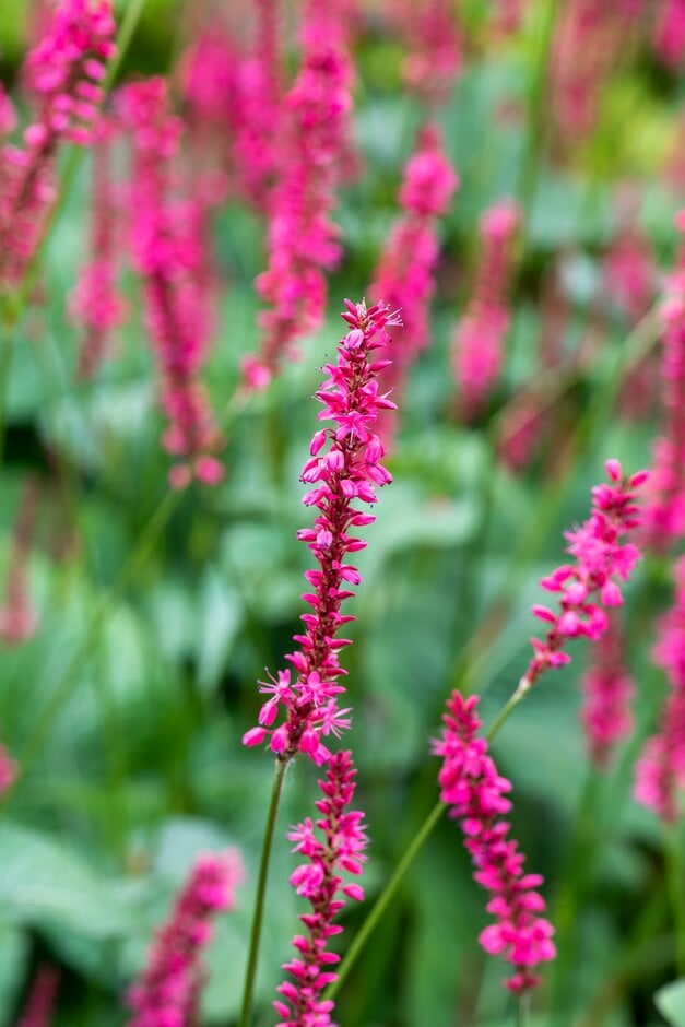 red bistort 'Atrosanguinea'