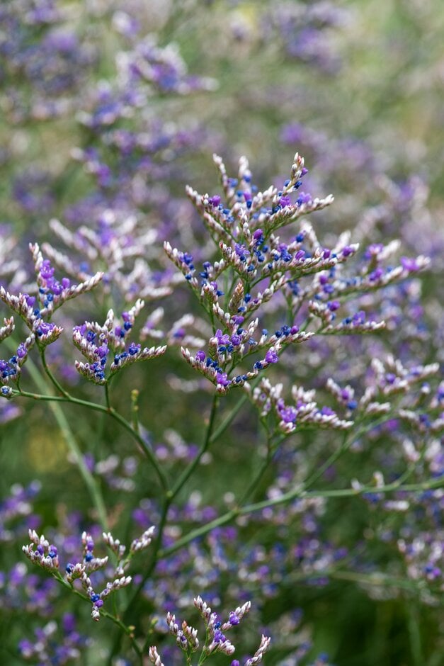 statice 'Violetta'
