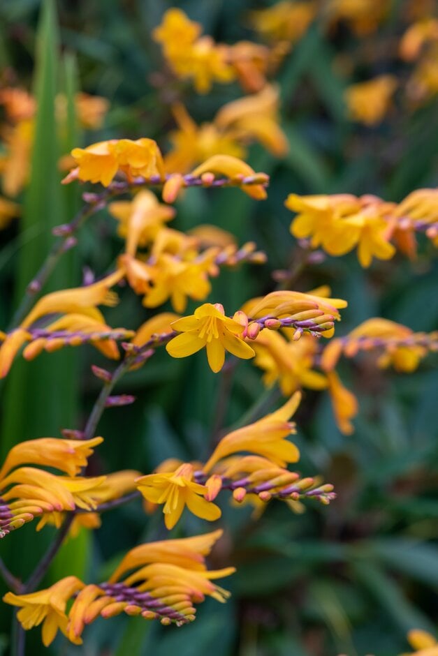 montbretia 'Sunglow'