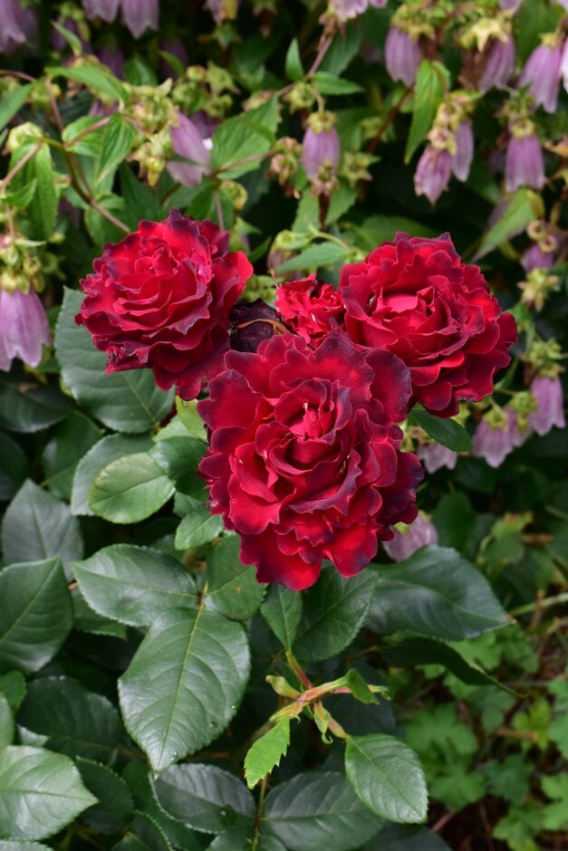 Rosa &Delchifrou&PBR | Roses/RHS Gardening