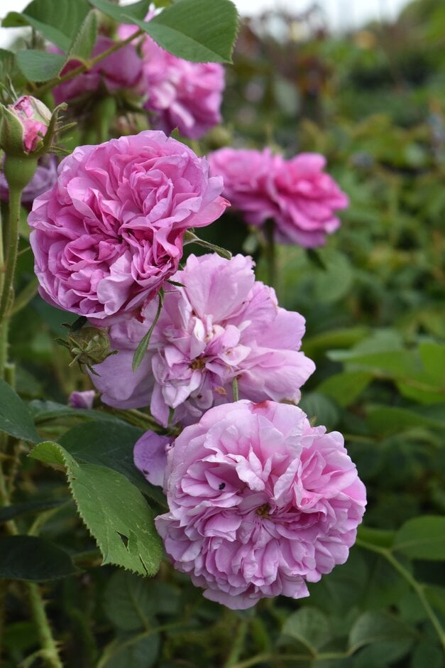rose 'Horace Vernet'