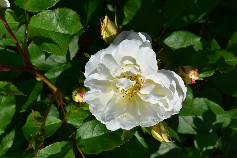 rose 'Horstmanns Rosenresli'