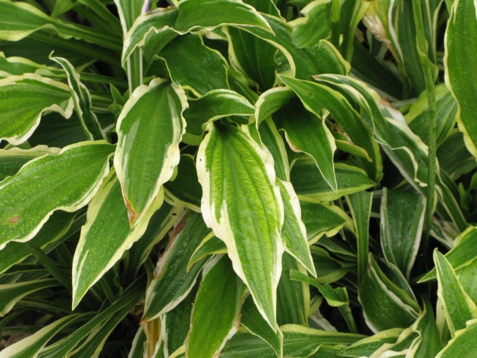 plantain lily 'Stiletto'
