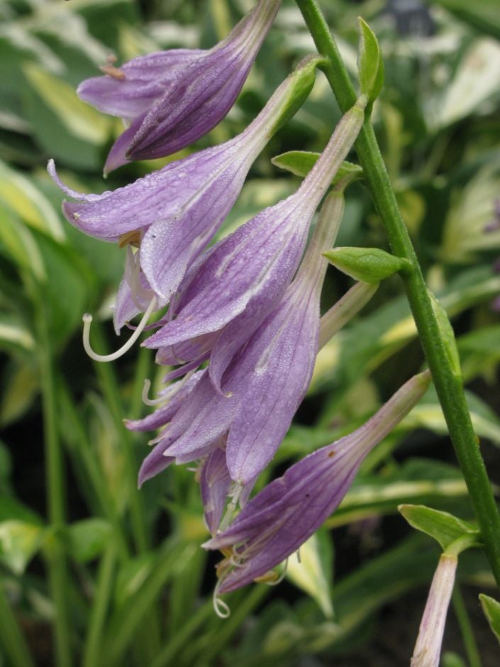 plantain lily 'Stiletto'