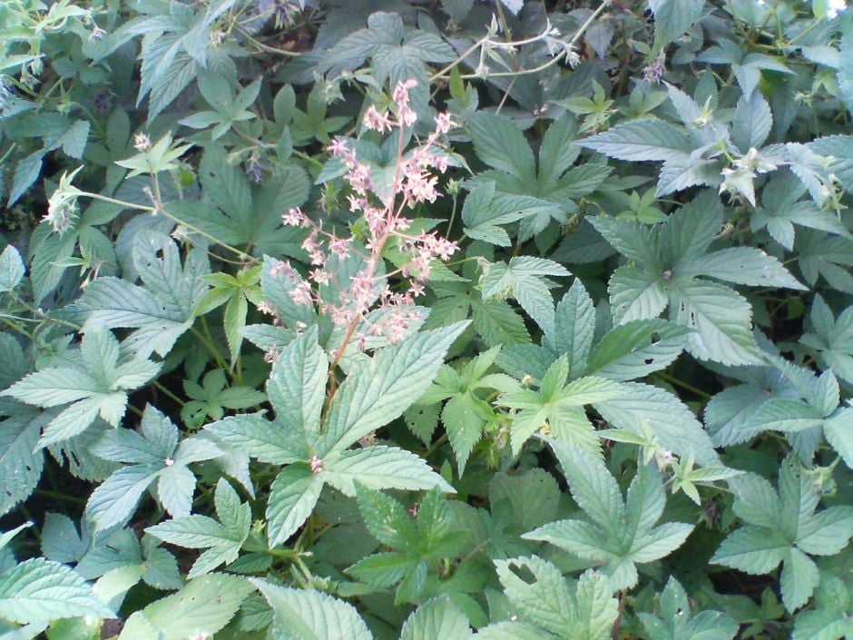 Japanese hop