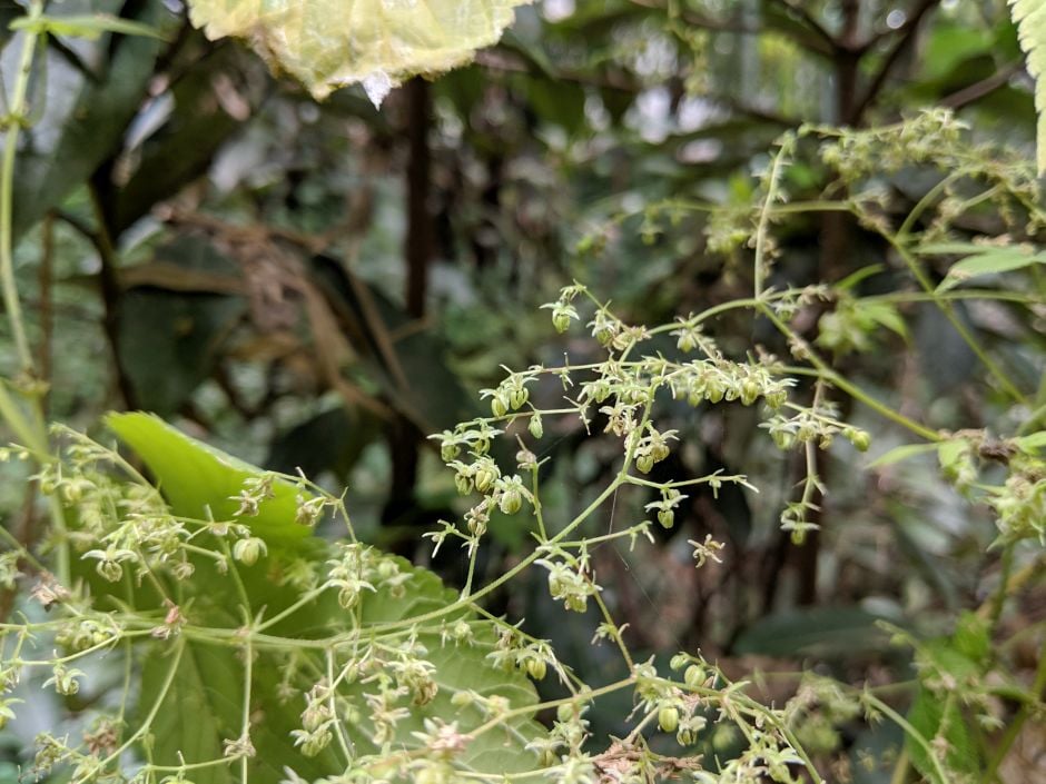 Japanese hop