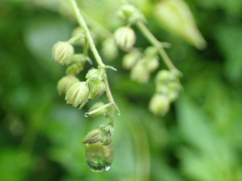 Japanese hop