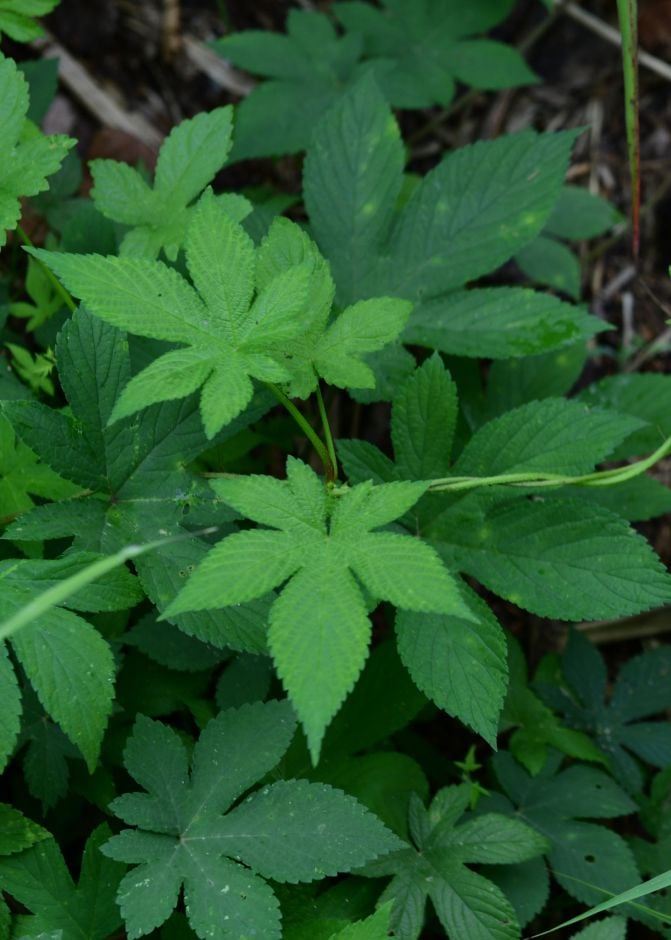 Japanese hop