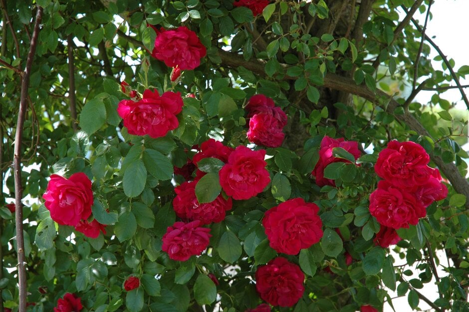rose 'Hunter'