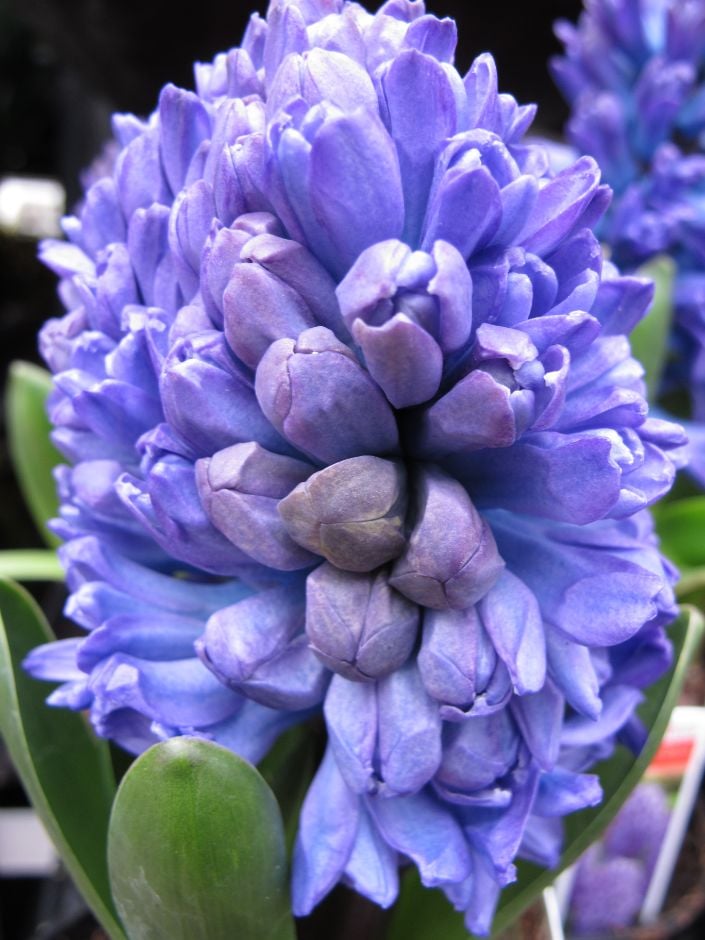 Hyacinthus orientalis &Minos& hyacinth &Minos& Bulbs/RHS Gardening