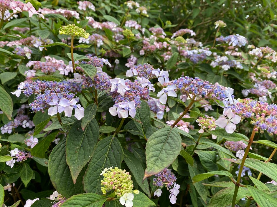 hydrangea 'Bluebird'