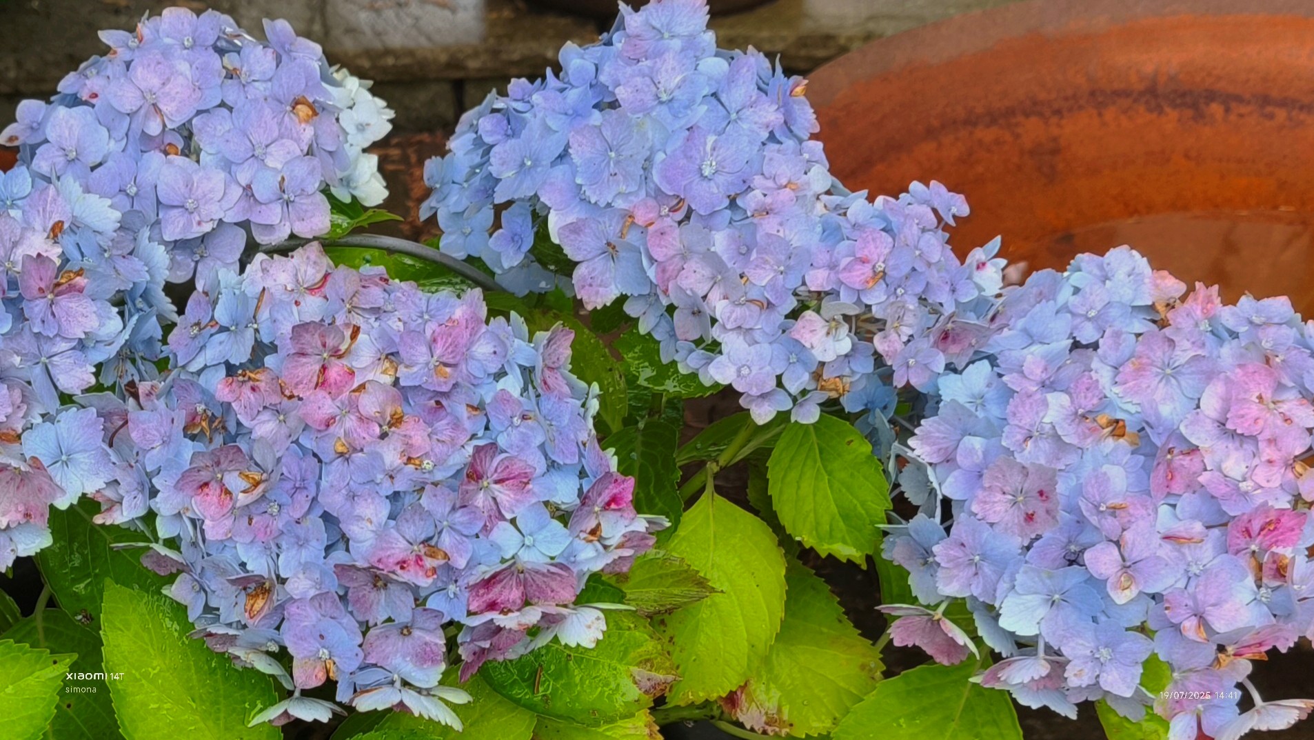 <i>Hydrangea</i> <i>macrophylla</i> 'Hopaline' (Hovaria Series) (H)