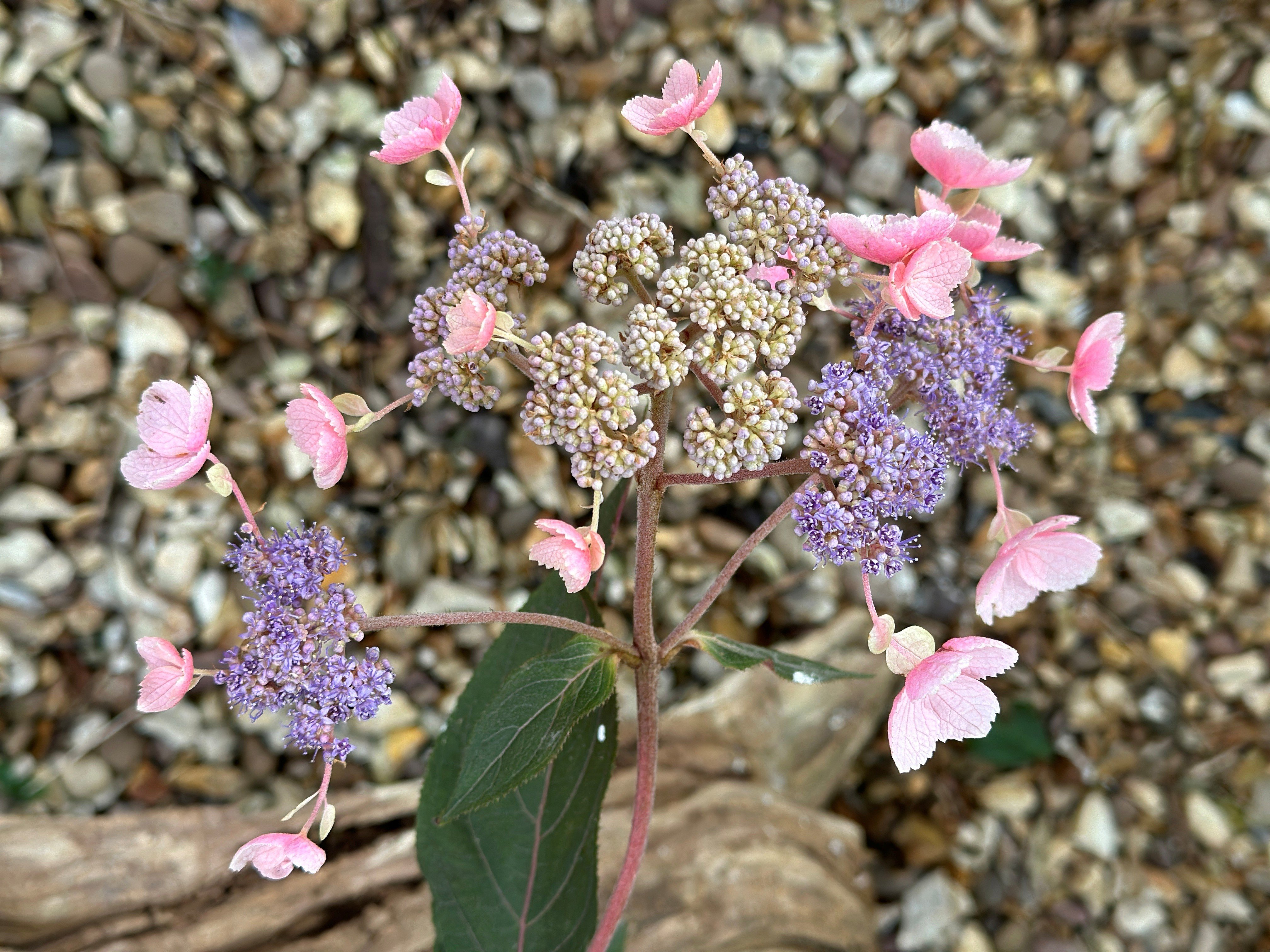 hydrangea [Hot Chocolate]