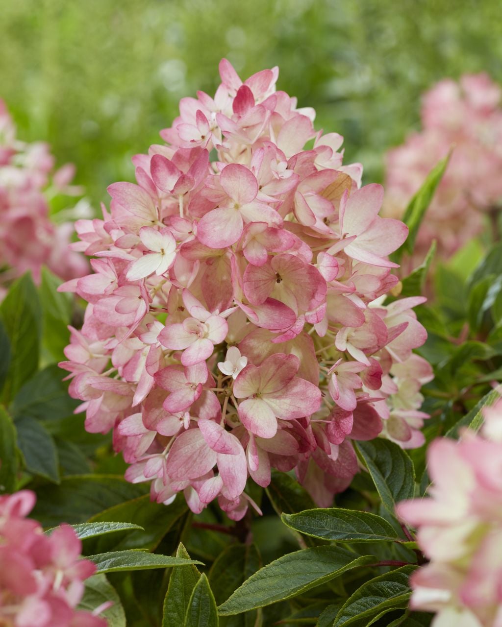 <i>Hydrangea</i> <i>paniculata</i> [<span style="font-variant: small-caps;">Groundbreaker Blush</span>] ('Lc No21') (Groundbreaker Series)