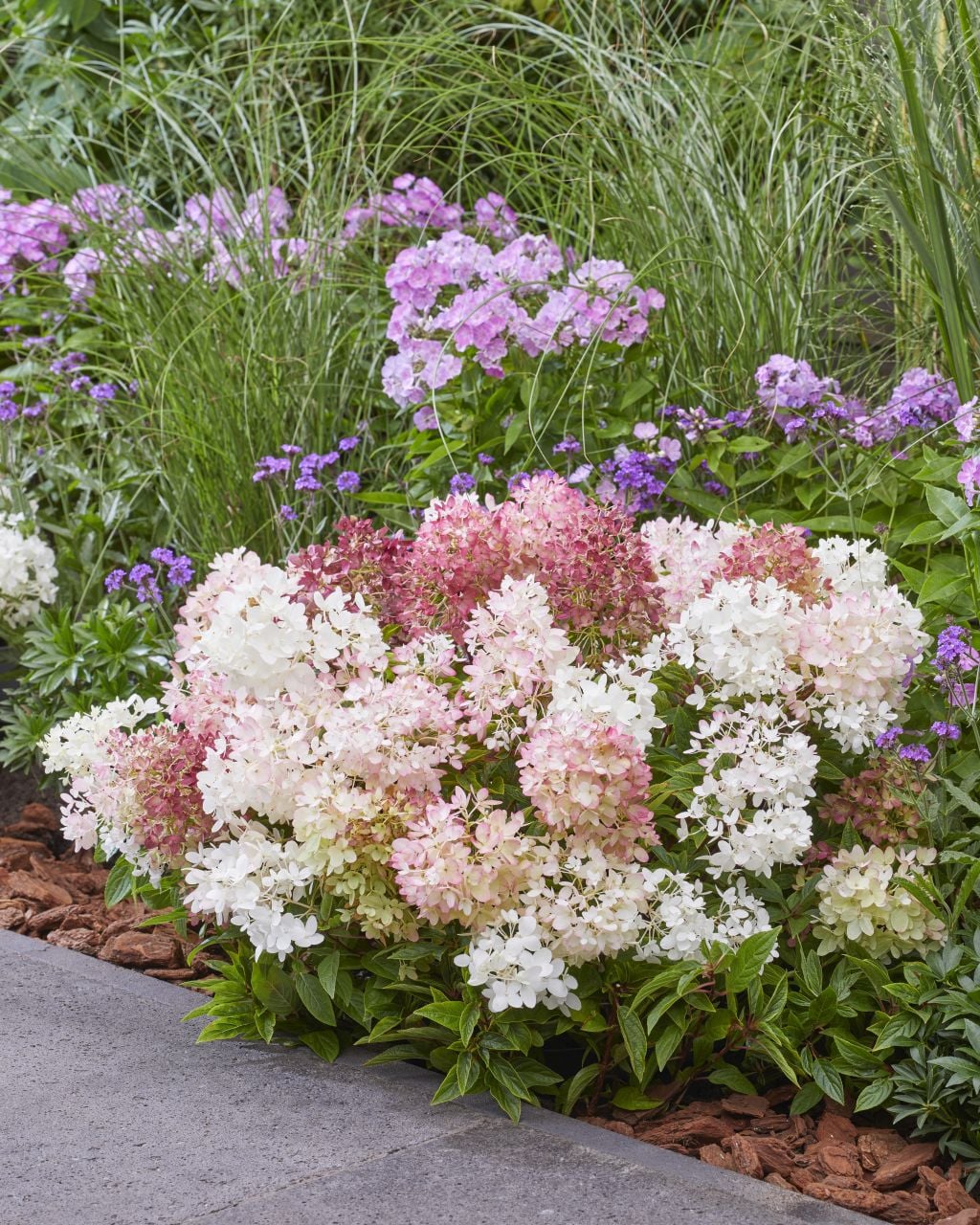 <i>Hydrangea</i> <i>paniculata</i> [<span style="font-variant: small-caps;">Groundbreaker Blush</span>] ('Lc No21') (Groundbreaker Series)
